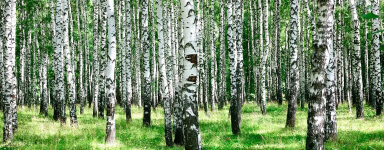 Bjørk og chaga