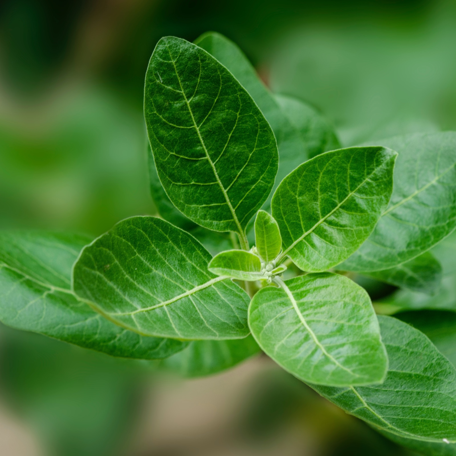 Ashwagandha er en urt som ofte blir kalt "Indisk ginseng", og den er et adaptogen. Ashwagandha blir også kalt "Prinsen av Ayurveda", og er benyttet i årtusener i ayurvedisk medisin.