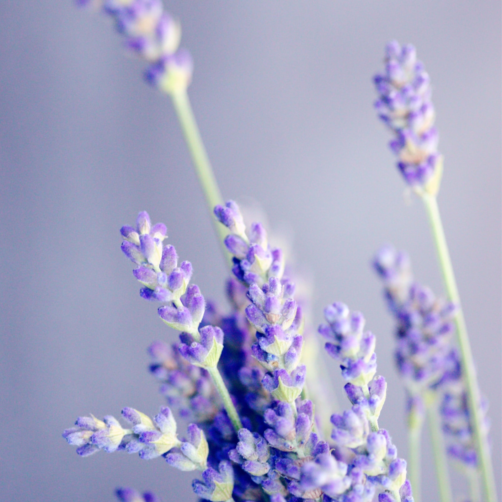 Navnet Lavender eller Lavendel stammer fra latinske lavare som betyr vaske fordi den har blitt brukt i såpe og vaskemidler i århundrer.