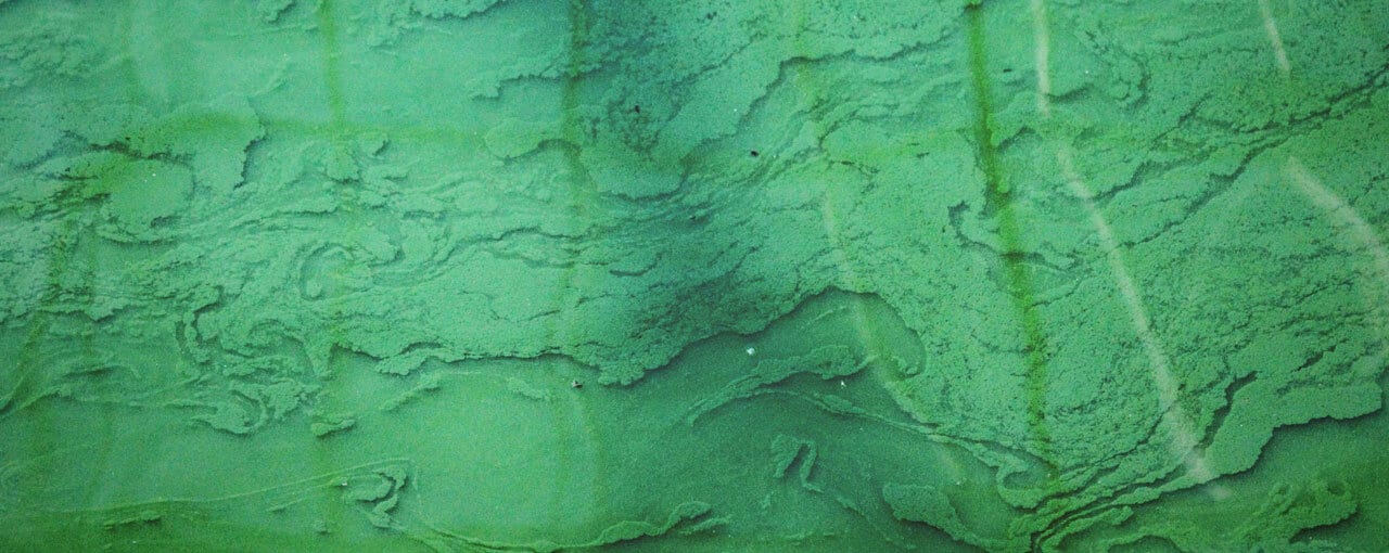 Spirulina