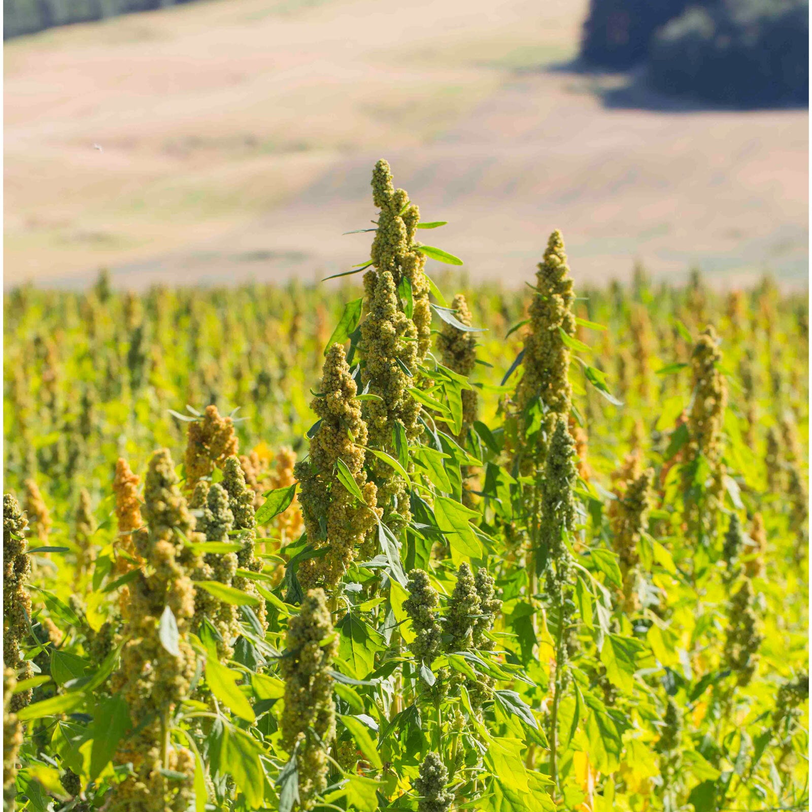 Norsk Quinoa